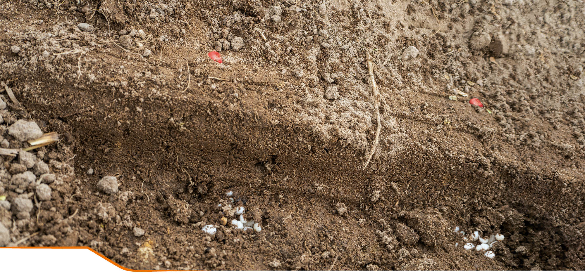 Portionierte Düngerabgabe unterhalb des Maiskorns