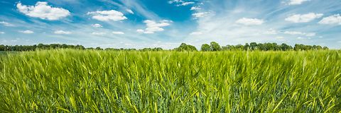 Pflanzenbautag_Huntlosen_2013_d0_kw_6722